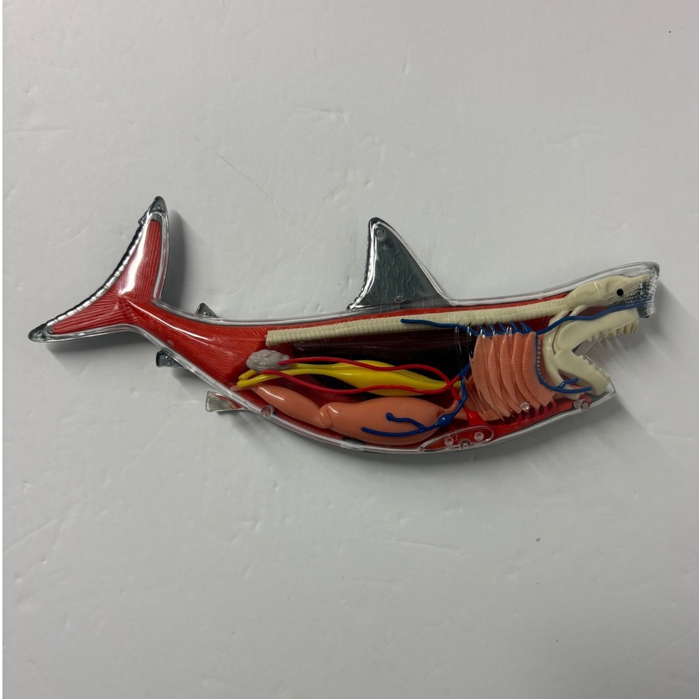 4D Vision Great White Shark Anatomy Model Educational Marine Biology Puzzle Toy